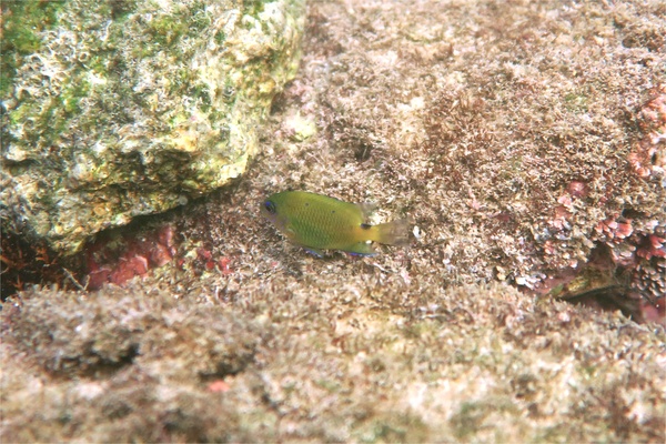 Damselfish - Giant Damselfish Damselfish - Giant Damselfish
