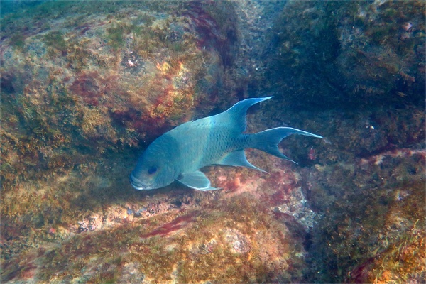 Damselfish - Giant Damselfish Damselfish - Giant Damselfish
