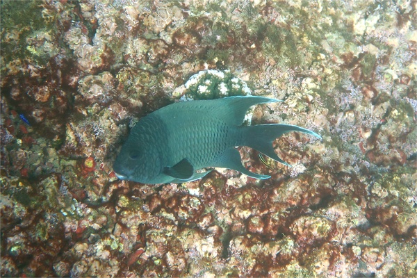 Damselfish - Giant Damselfish Damselfish - Giant Damselfish