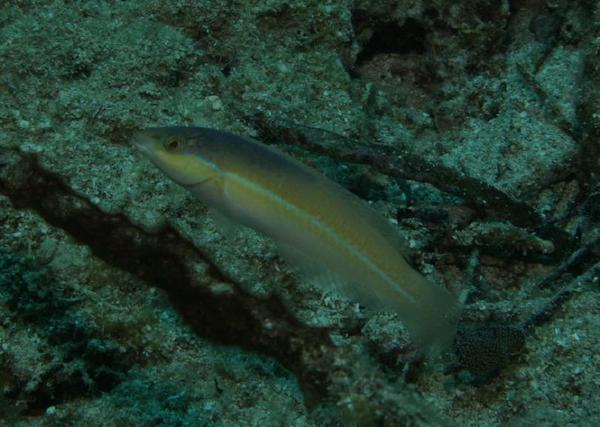 Wrasse - Yellowhead Wrasse