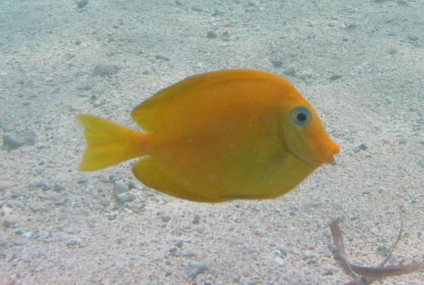 Surgeonfish - Blue Tang