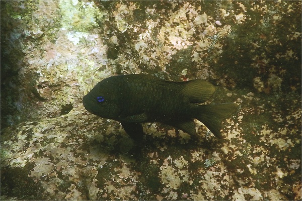 Damselfish - Bumphead Damselfish Damselfish - Bumphead Damselfish