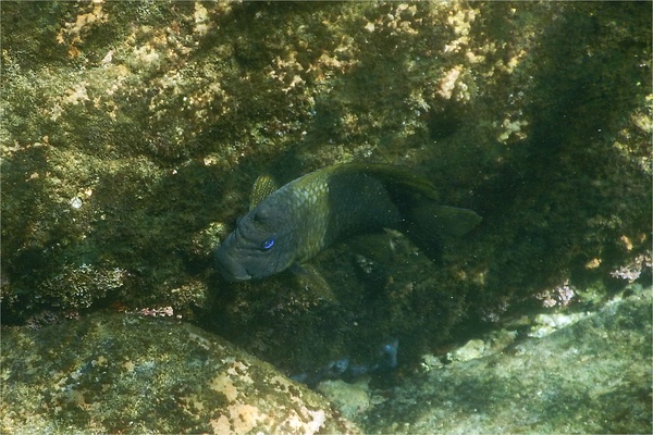 Damselfish - Bumphead Damselfish Damselfish - Bumphead Damselfish