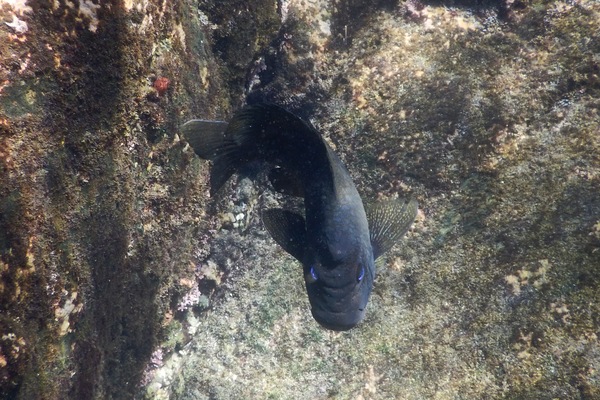 Damselfish - Bumphead Damselfish Damselfish - Bumphead Damselfish