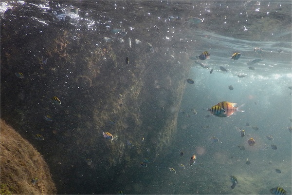 Damselfish - Panamic Sergeant Major