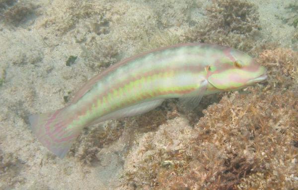 Wrasse - Slippery Dick