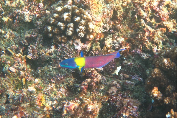 Wrasse - Cortez Wrasse