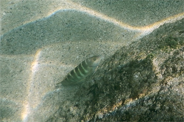 Wrasse - Banded Wrasse