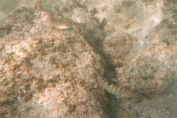 Wrasse - Banded Wrasse