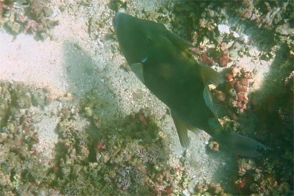 Triggerfish - Finescale Triggerfish