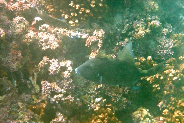 Triggerfish - Finescale Triggerfish