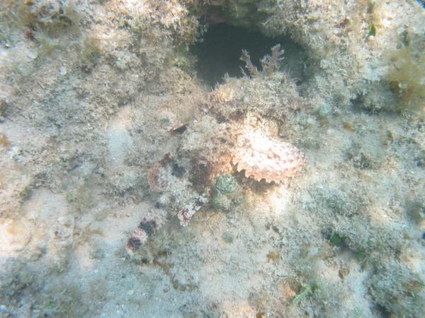 Scorpionfish - Spotted Scorpionfish