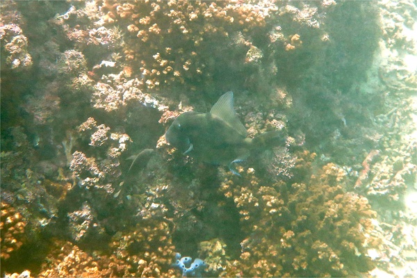 Triggerfish - Finescale Triggerfish