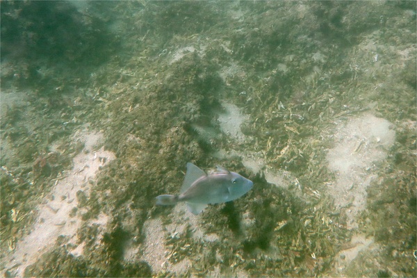 Triggerfish - Finescale Triggerfish