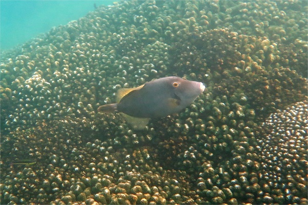 Filefish - Barred Filefish