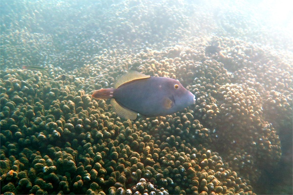 Filefish - Barred Filefish