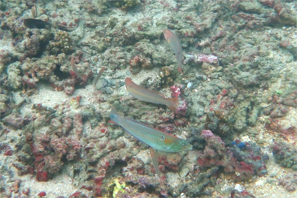 Wrasse - Chameleon Wrasse