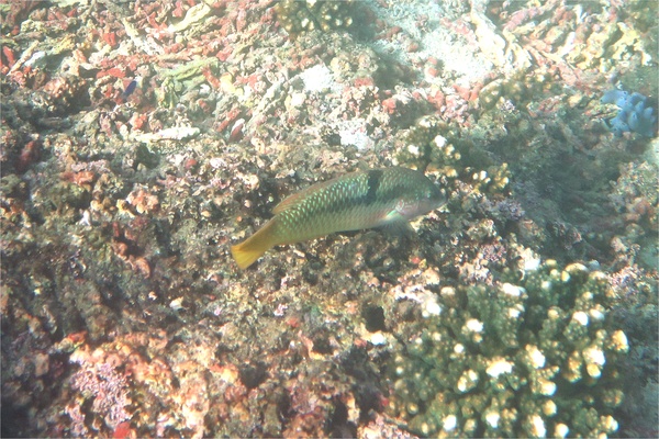 Wrasse - Spinster Wrasse