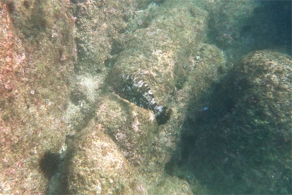Filefish - Scrawled Filefish