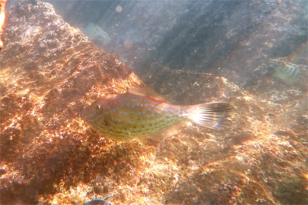 Filefish - Scrawled Filefish
