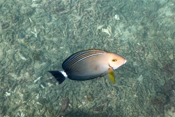 Surgeonfish - Yellowfin Surgeonfish