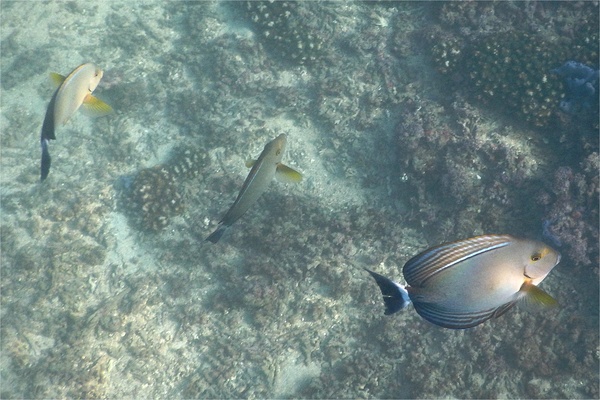 Surgeonfish - Yellowfin Surgeonfish