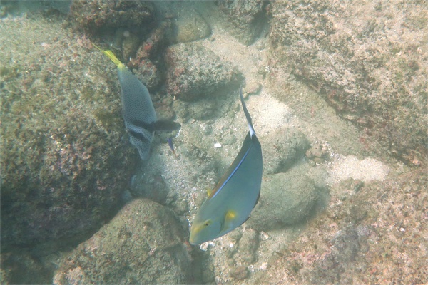 Surgeonfish - Yellowfin Surgeonfish