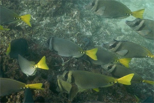 Surgeonfish - Razor Surgeonfish