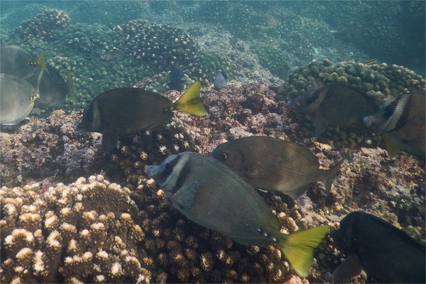 Surgeonfish - Razor Surgeonfish