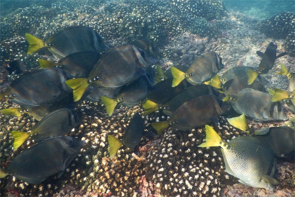 Surgeonfish - Yellowtail Surgeonfish