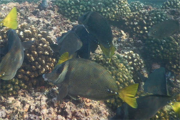 Surgeonfish - Yellowtail Surgeonfish