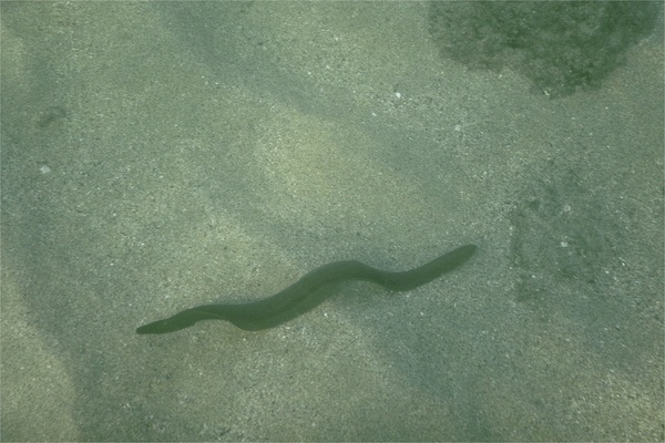 Moray - Panamic Green Moray Moray - Panamic Green Moray