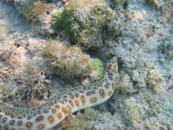 Snake Eels - Goldspotted Eel