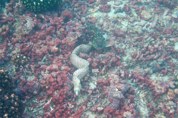 Moray - Jewel Moray Eel Moray - Jewel Moray Eel