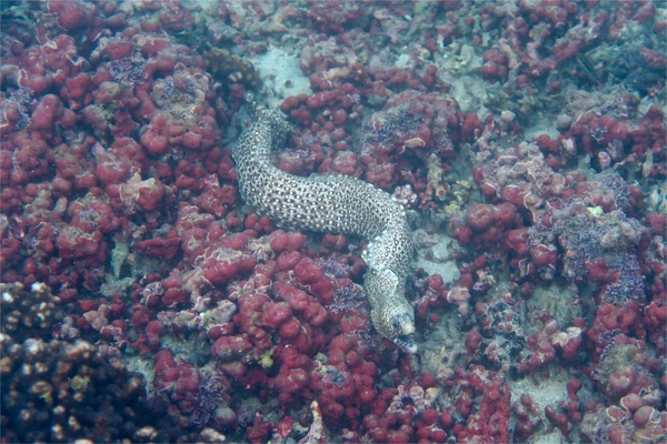 Moray - Jewel Moray Eel Moray - Jewel Moray Eel