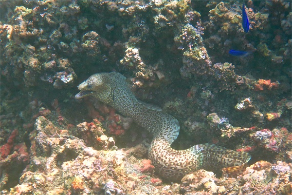 Moray - Jewel Moray Eel Moray - Jewel Moray Eel