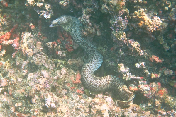 Moray - Jewel Moray Eel Moray - Jewel Moray Eel
