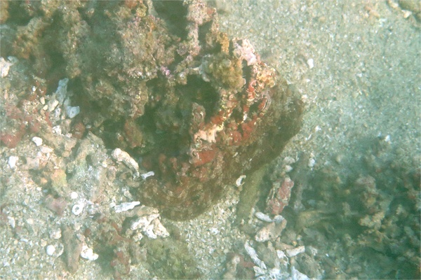 Octopuses - East Pacific Red Octopus Octopuses - East Pacific Red Octopus