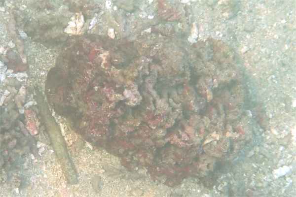 Octopuses - East Pacific Red Octopus