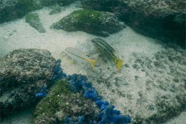 Goatfish - Mexican Goatfish