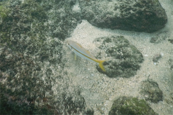 Goatfish - Mexican Goatfish