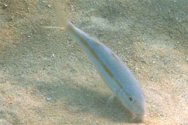 Goatfish - Mexican Goatfish