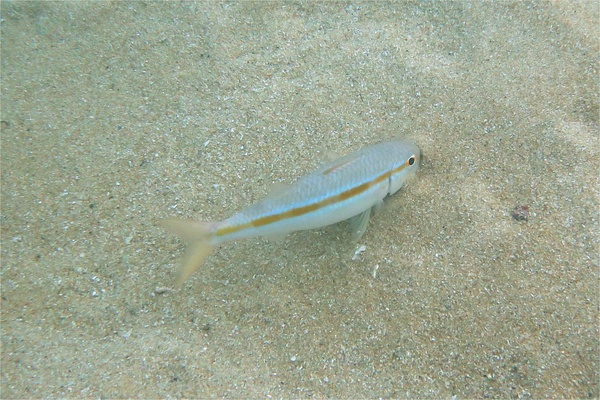 Goatfish - Mexican Goatfish