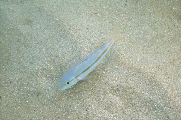 Goatfish - Mexican Goatfish