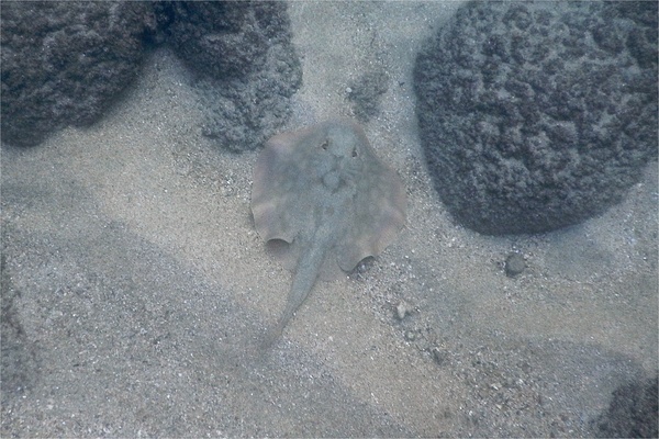 Stingrays - Reef Stingray