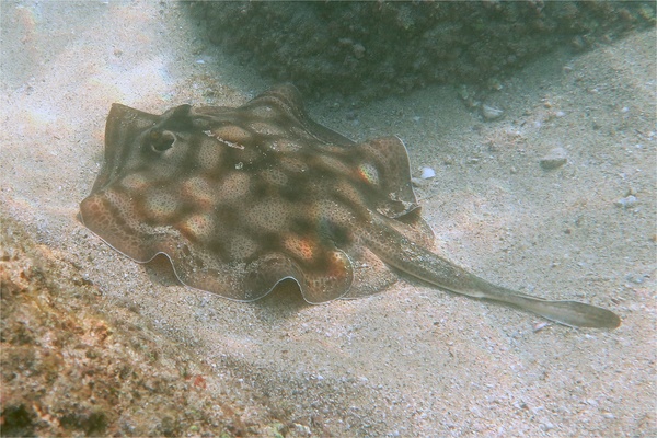 Stingrays - Round Stingray