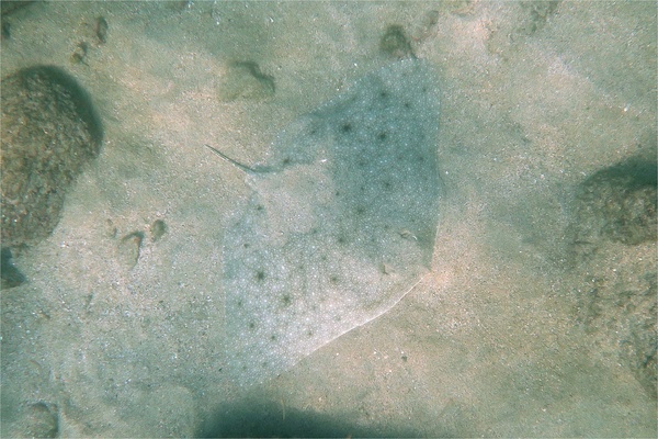 Rays - California Butterfly Ray