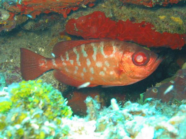 Bigeyes - Glasseye Snapper