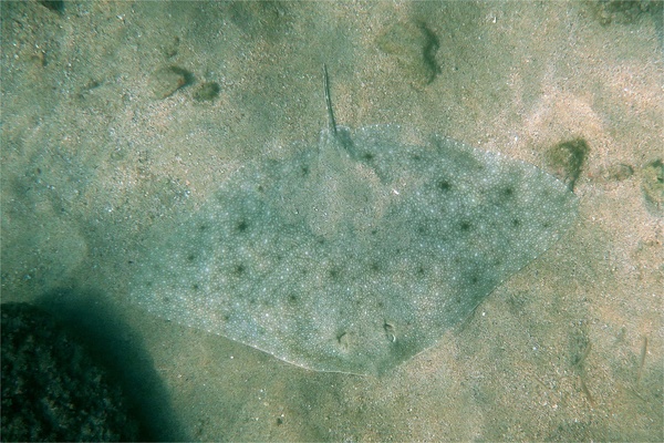 Rays - California Butterfly Ray