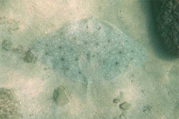 Rays - California Butterfly Ray